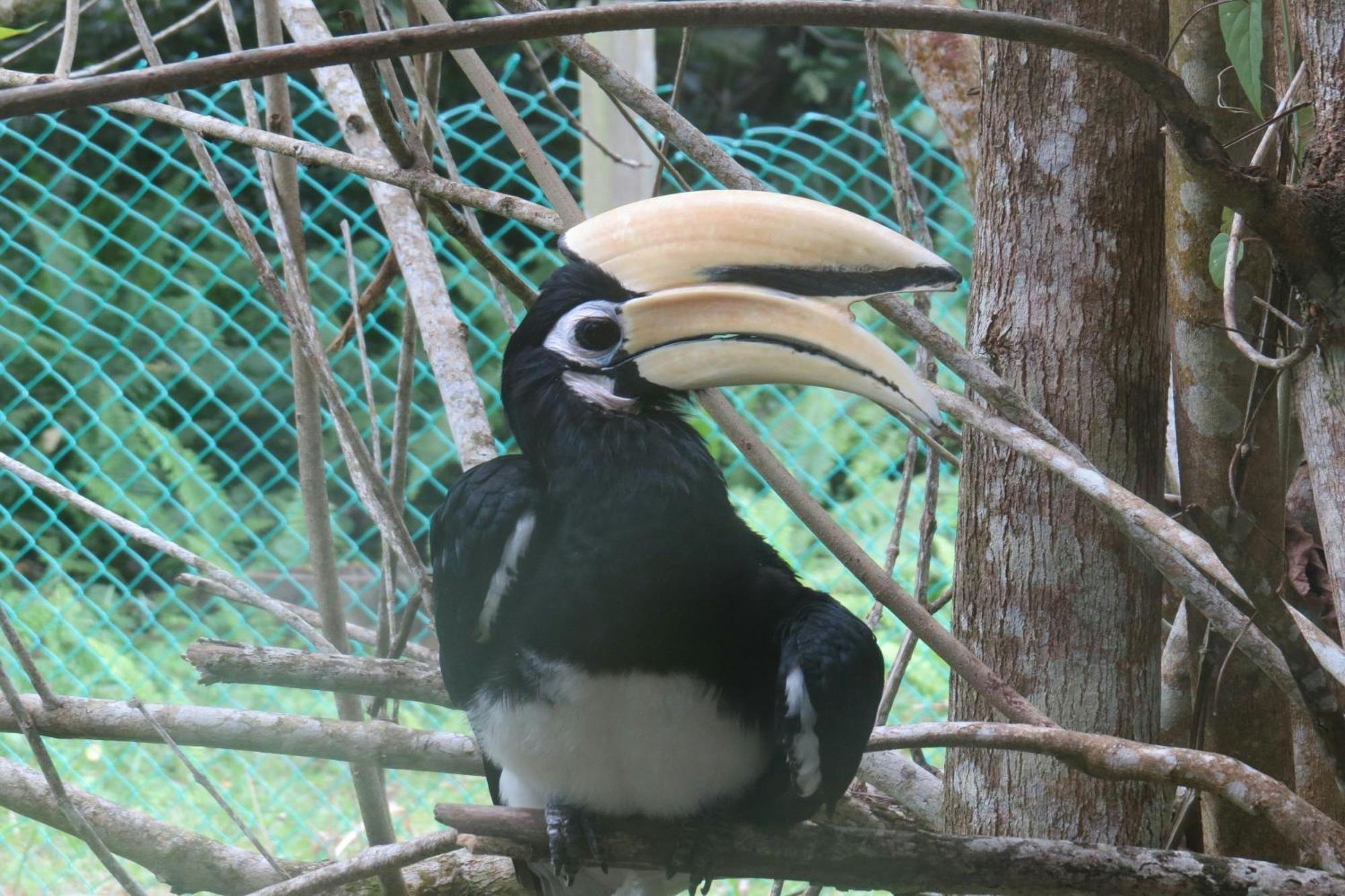 Miri Marriott Resort & Spa Екстериор снимка Great hornbill